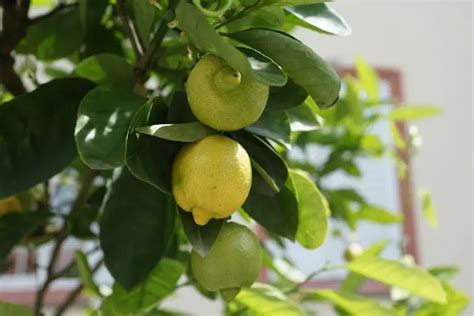 Indoor Lemon Tree Care Guide Indoor Home Garden