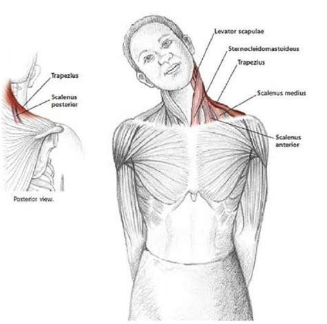 Isometric Exercises For Neck And Shoulder Pain Online Degrees