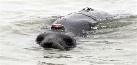 Northern Elephant Seal Pup