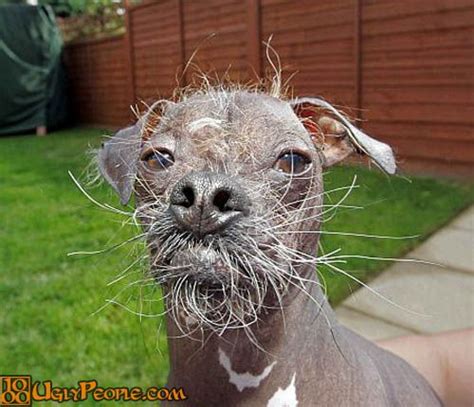 25 Best Images About Ugliest Dogs On Pinterest Chinese Crested Dog
