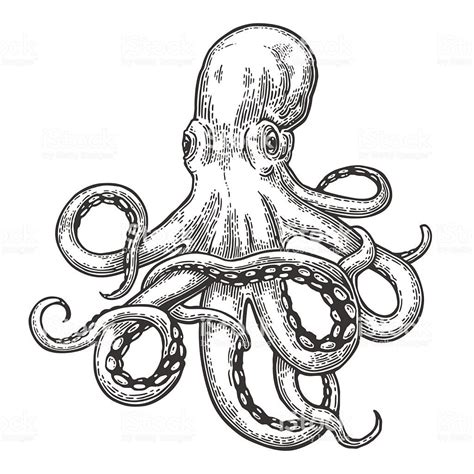 This 5 x 7 card features a digital reproduction of an original pen and ink drawing with watercolor. Octopus. Vector black engraving vintage illustrations ...