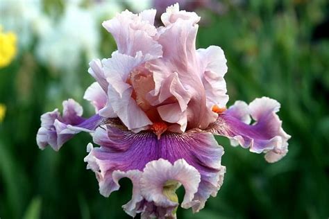 Irises Plant Care And Collection Of Varieties Iris