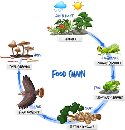 How To Draw Food Chain Diagram Poster Chart Drawing F - vrogue.co