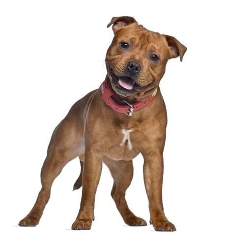Staffordshire Bull Terrier Vs Pitbull What Are The Differences 2022