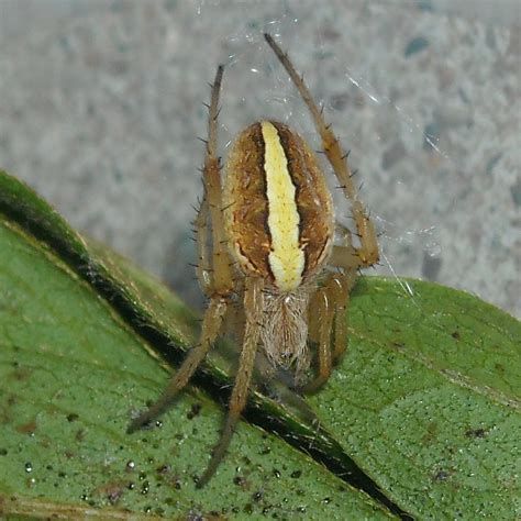 Yellow Striped Orb Weaver Spider 10 By Ultimatedoomer On Deviantart