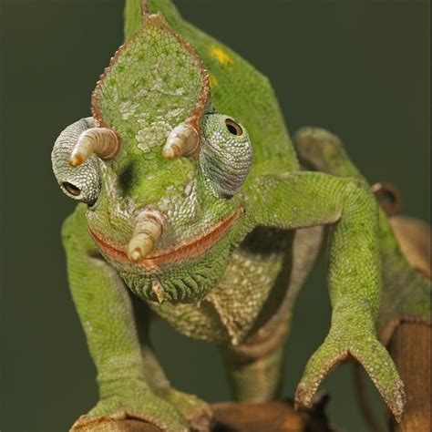 Reportajes Y Fotografías De Camaleones En National Geographic