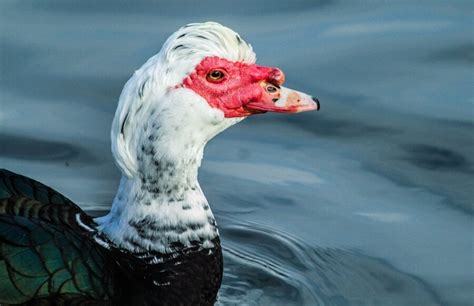 Whats The Best Duck Complete Guide To The Right Breed