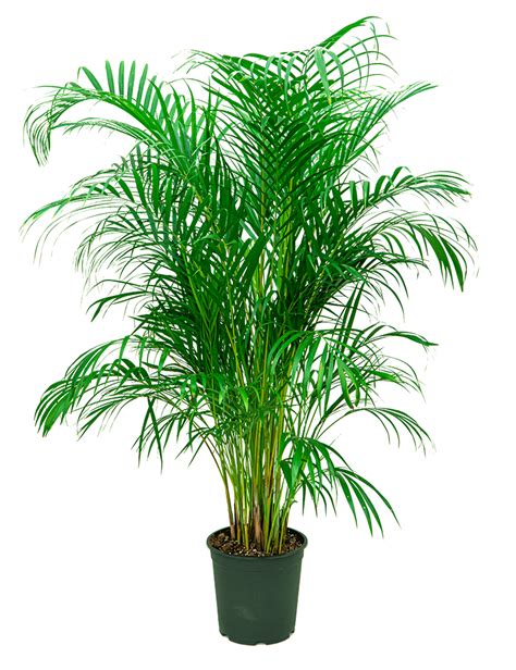 Hoe Verzorg Ik Mijn Areca Palm