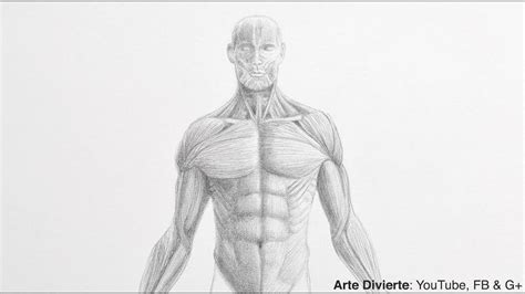 Upper Torso Anatomy Drawing Human Skeleton Torso Ribcage And Pelvis