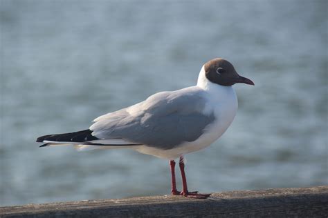 Images Gratuites Oiseau Oiseau De Mer Mouette Faune Le Bec