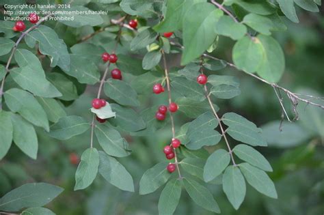 Plant Identification Closed Large Bushes With Berries In Michigan