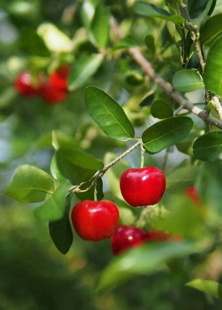 Barbados Cherry Plant Tropical Fruit Tree Sow Exotic