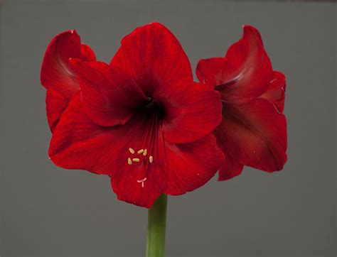 Jul 28, 2021 · aeg presents is thrilled to announce seven lions live at red rocks amphitheatre on wednesday, july 28th, 2021. Buy Amaryllis Red Lion Bulbs Online | Amaryllis | Gee Tee ...