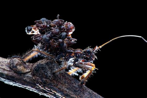 Assassin Bug With Dead Ants Photograph By Melvyn Yeo
