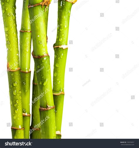 Fresh Bamboo Isolated On White Background Stock Photo 159578357