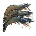 Black Tiger Prawns Suppliers कल बघ झग वकरत and आपरतकरत