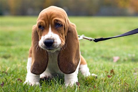 Are Basset Hound Related To Blood Hounds