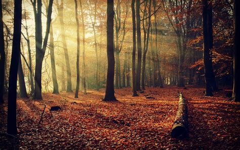 Forest Background Images For Photoshop Carrotapp