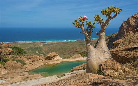 Socotra Magical Island Unusual Flora And Fauna Blooming Tree With
