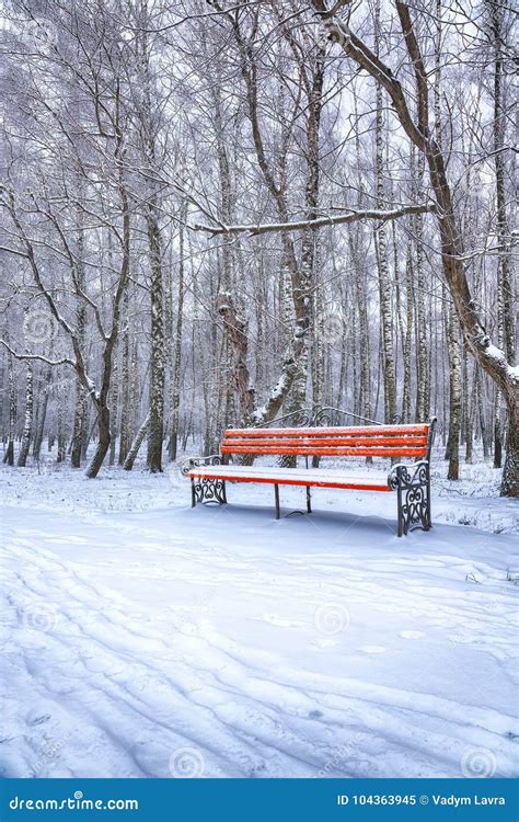 Park Bench And Trees Covered By Heavy Snow Stock Image Image Of