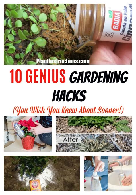 10 Genius Gardening Tricks That Will Change Your Life Plant Instructions
