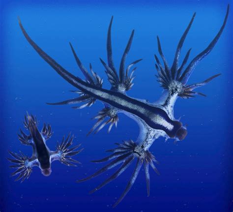 El DragÓn Azul O “glaucus Atlanticus” El MÁs Mortal De Los Nudibranquios Aspasia Dive
