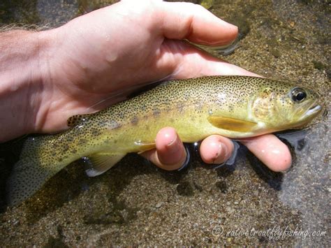 Native Trout Fly Fishing Gila Trout