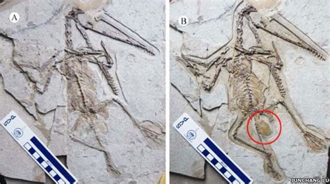 Fossil Female Pterosaur Found With Preserved Egg Bbc News