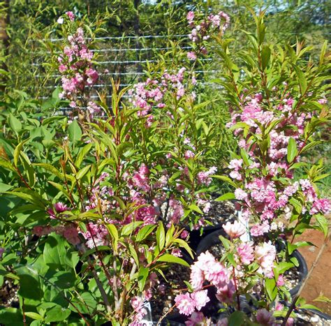 There are 255 flowering almond tree for sale on etsy, and they cost $23.51 on average. Prunus glandulosa 'Sinensis' - Double Pink Flowering ...