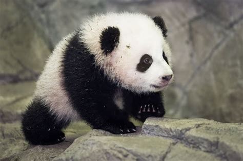 Cute Baby Panda