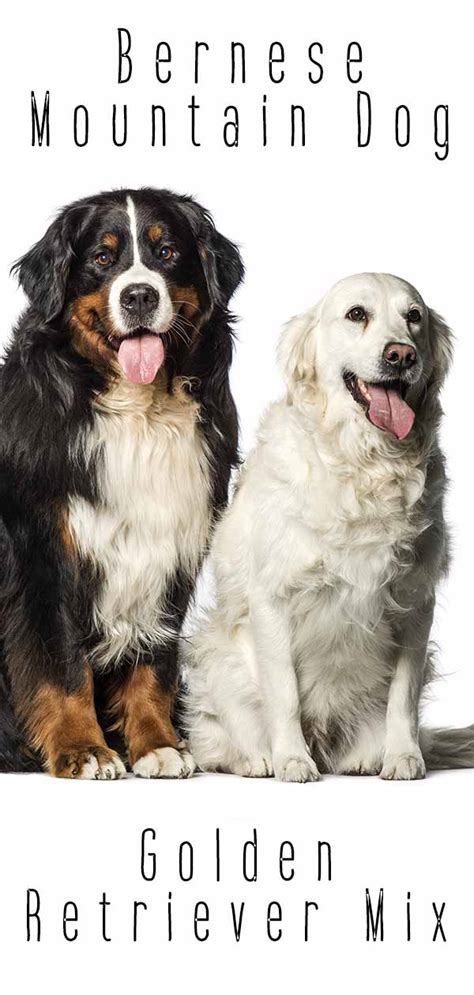 Bernese golden retriever puppies may take after a single parent or be a mix of both in any aspect, such as temperament, size, and coat. Bernese Mountain Dog Golden Retriever Mix Breed - A Complete Guide