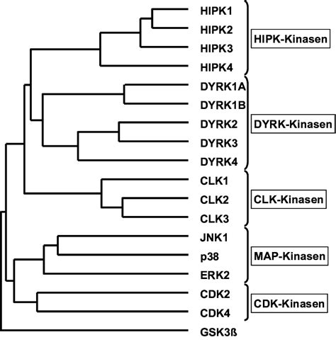 Abb 3 Verwandtschaftsbeziehung Von Dyrk1a Zu Anderen Proteinkinasen