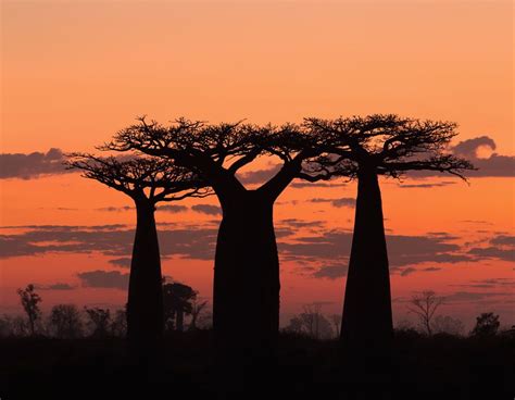 25 Beautiful Baobab Trees The Little Prince Forgot To Pull Up In 2020