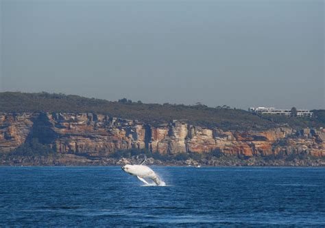 Whale Watching In Sydney Whale Watching Season Cruises And Tours