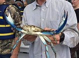Chesapeake Bay has its own king crab: Giant blue is caught in Harford ...