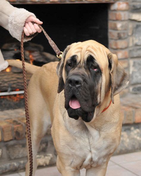 88 Best English Mastiff Images On Pinterest English Bull Mastiffs