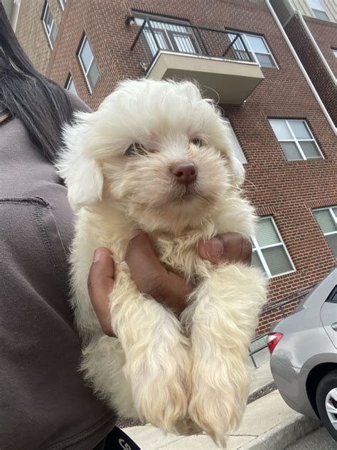 Discover the magic of the internet at imgur, a community powered entertainment destination. Poodle Puppies For Sale | Richmond, VA #323487 | Petzlover