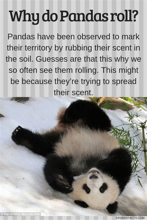 100 Facts About Pandas Panda Panda Facts Animal Facts