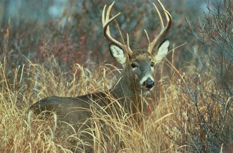 file adult white tailed deer buck odocoileus virginianus wikimedia commons