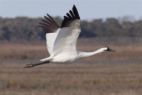 Large White Birds With Black Wingtips Goldleafarttutorialshowtomake