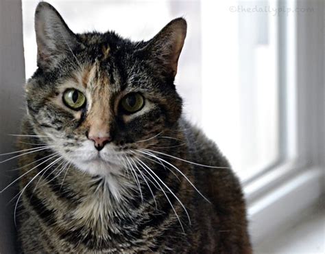 Consider adopting a cat on the older side if you are a senior yourself. The Daily Pip: The Specials: Adopting A Cat Whose Owner ...