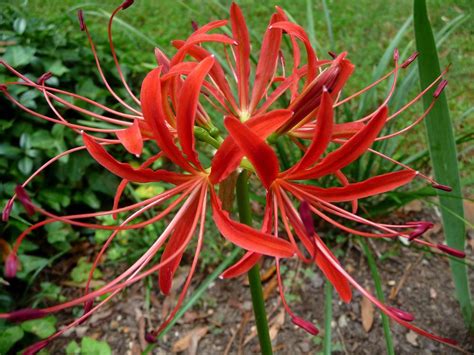 Surprise Lilies Lycoris Plant Care And Collection Of Varieties