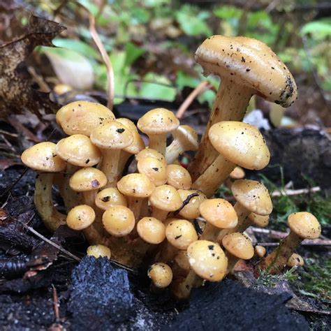 Michigan Mushroom Report All Mushroom Info