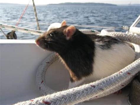 Rats Aboard Navy Ships