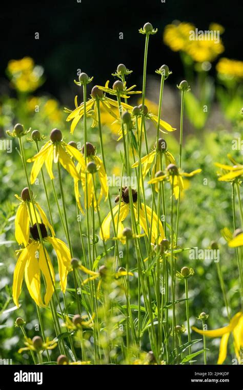 Yellow Prairie Coneflower Ratibida Pinnata Stock Photo Alamy