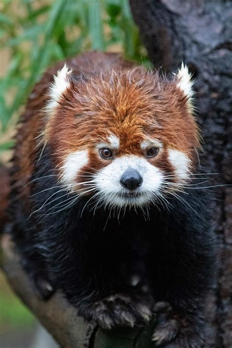 Sdzoothe Chinese Name For The Red Panda Is “hun Ho” Meaning “fire Fox