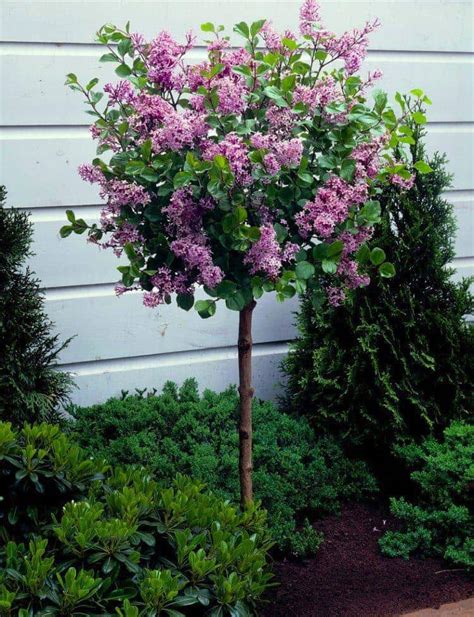 Dwarf Korean Lilac Tree Syringa Palibin Large Standard 100 120cms