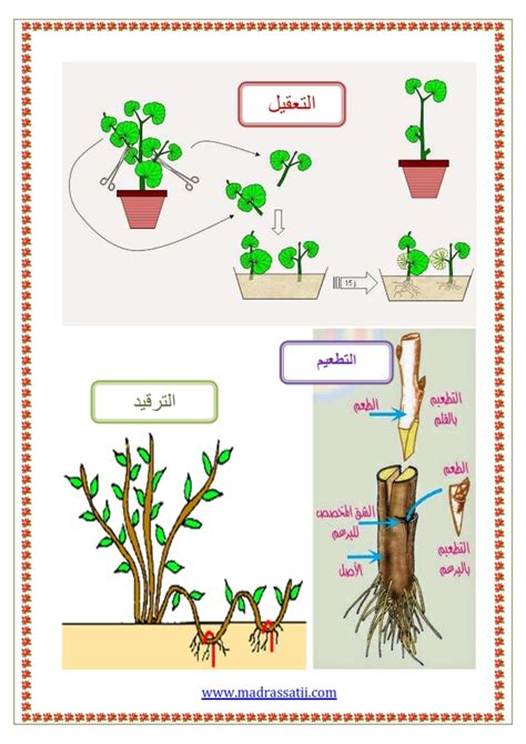 كيف تتكاثر النباتات