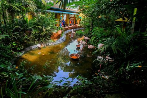 حديقة الحياة البرية في لنكاوي ماليزيا أفضل 11 نشاط سياحي الرحالة