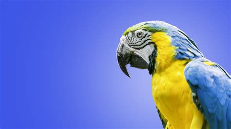 Wallpaper Blue And Yellow Feathers Macaw Parrot 3840x2160 Uhd 4k